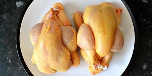chickens-poussins-image.jpg