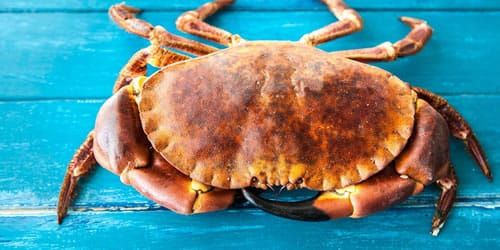 crab-image.jpg