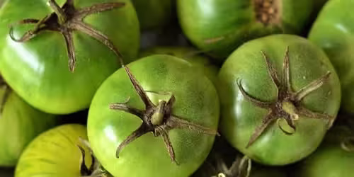 green-tomatoes.avif