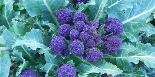 purple-sprouring-broccoli-image.jpg